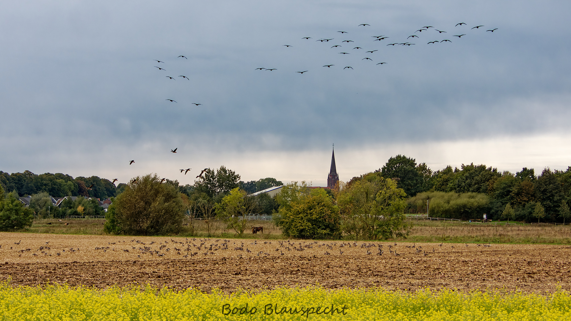 Landschaft   Tiere   Steveraue   2025.10.03 10.13 164 HD